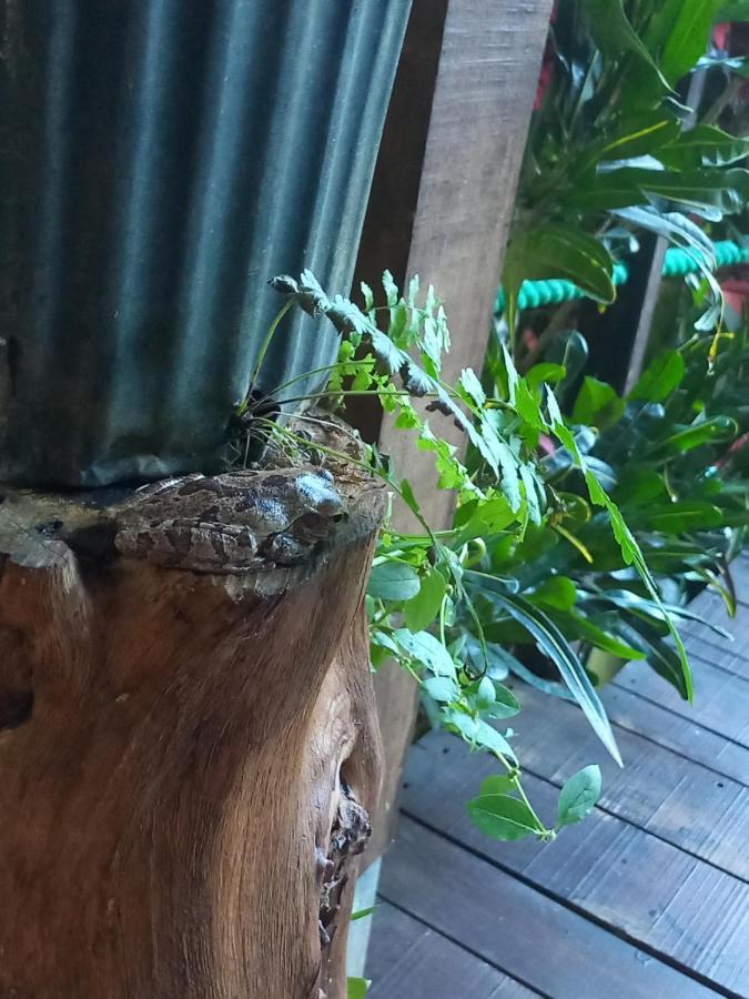 מלון Florencia Momotus Glamping מראה חיצוני תמונה